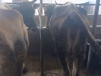 母牛, Alatau breed — 照片 1
