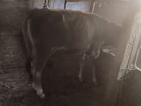 公牛, Cattle — 照片 1