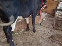 Toro, Russian Black pied cattle — foto 6
