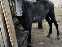 فرس, Kazakh horse — الصورة 5