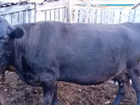 Kuh, Swiss cattle — Foto 2