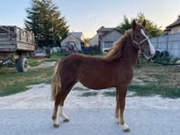 فرس, الخيول — الصورة 1