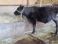 母牛, Alatau breed — 照片 4
