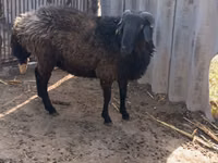 Widder, Karakul sheep — Foto 1