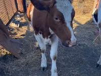 Buqa, Simmental cattle — 3-rasm