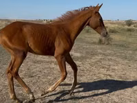 Hengst, Arabian horse — Foto 3