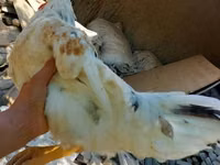 Chickens — Foto 2