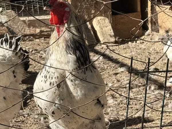 Chickens — أوزبكستان