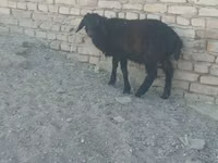 Ram, Sheep — photo 2