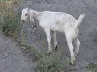 عنزة, Beetal goats — الصورة 1