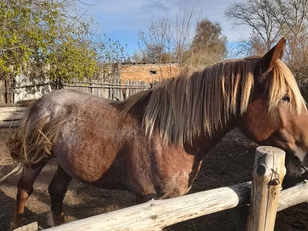Hengst, Horse breed