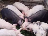 公猪, Pigs — 照片 5