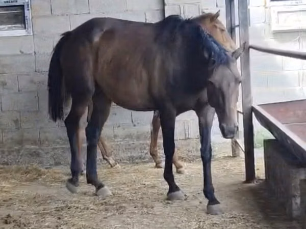فرس, Thoroughbred horse — كازاخستان