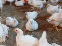 Chickens — Foto 1