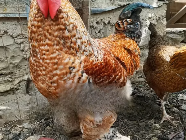 长门鸡