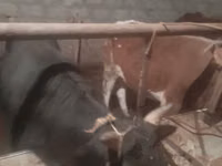 Toro, Ganado vacuno — foto 3