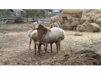 Carnero, Rhon sheep — foto 1