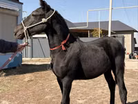 Caballo, Arabian horse — foto 3