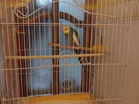 Nimfa (cockatiel) tutuquşu və qəfəs dəsti - Növ: Nimfa tutuquşu — сүрөт 2