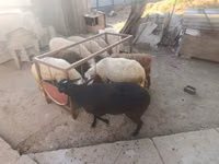 Қой, Қойлар — 3-сурет