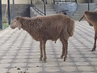 母山羊, Goats — 照片 3