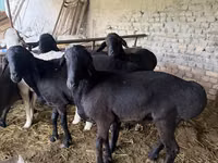 Ovejas (lote, sexo no especificado), Ovejas — foto 1