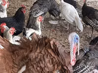 Turkeys — Foto 7