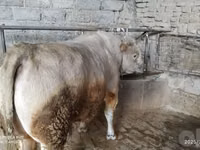 公牛, Simmental cattle — 照片 3