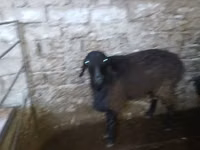 كبش, الأغنام — الصورة 5