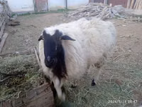Widder, Blackheaded Persian sheep — Foto 1