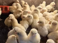 Chickens — الصورة 1