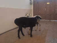 Qoʻchqor, Hissar sheep — 2-rasm
