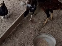 Chickens — Foto 1