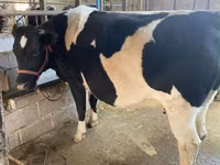 Kuh, Holstein-Rasse — Foto 2