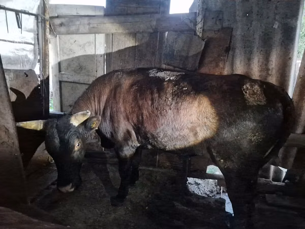 公牛, Cattle — 哈萨克斯坦