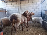 كبش, Rhon sheep — الصورة 3