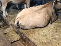 Kuh, Aubrac cattle — Foto 2