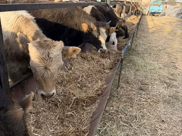 Toro, Swiss cattle