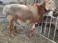 Ram, Arashan sheep — photo 1
