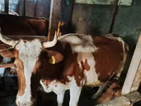 Kuh, Simmental cattle — Foto 5