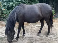 Yegua, Hucul pony — foto 6