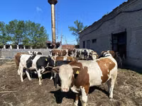 ثور, Simmental cattle — الصورة 4