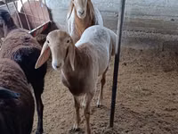 Widder, Arashan sheep — Foto 1