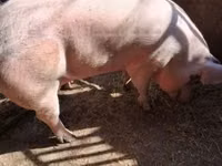 Schweine (Partie, Geschlecht nicht angegeben) — Foto 1