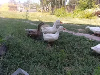Hausente — Foto 3