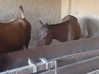 घोड़ा, Kazakh horse — फ़ोटो 3