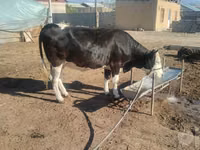 بقرة, Russian Black pied cattle — الصورة 4