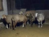 نعجة, Arashan sheep — الصورة 6