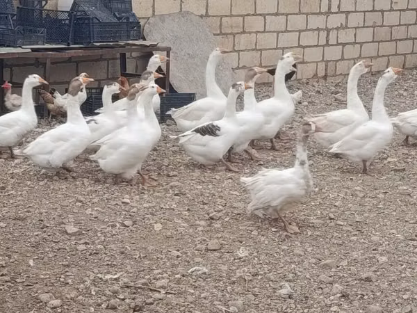 Geese