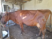 Kuh, Red Estonian cattle — Foto 3